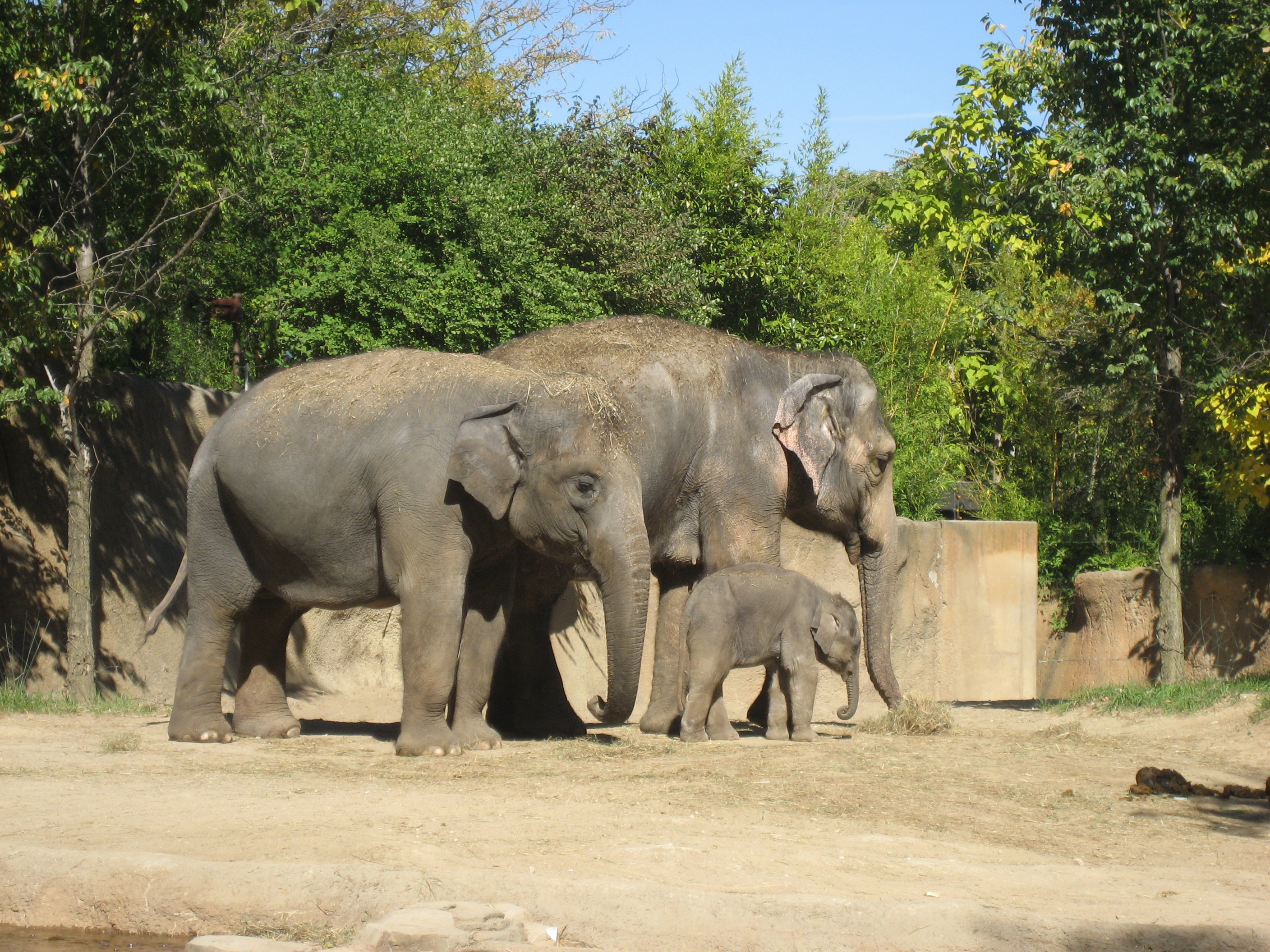 Family of Elephants